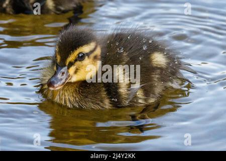 Mallard (Anas platyrhynchos) duckelt in der Frühlingssonne. Amanda Rose/Alamy Stockfoto