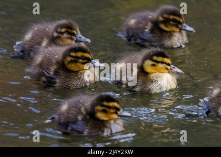 Mallard (Anas platyrhynchos) ducklings in der Frühlingssonne. Amanda Rose/Alamy Stockfoto