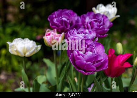 Tulip 'Blue Diamond' Tulipa Stockfoto