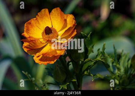 Geum ‘Totally Tangerine’ Stockfoto