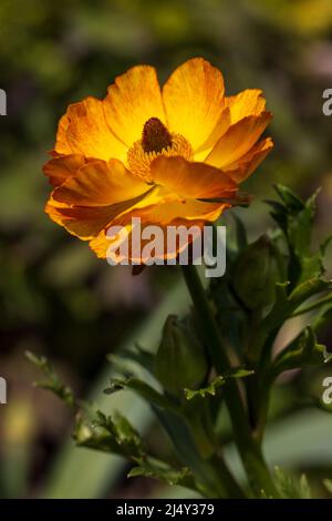 Geum ‘Totally Tangerine’ Stockfoto