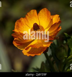 Geum ‘Totally Tangerine’ Stockfoto