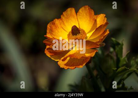 Geum ‘Totally Tangerine’ Stockfoto