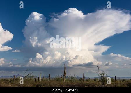 Wabenartige Cumulonimbus-Wolken von einem Gewitter in der Monsunsaison in der Wüste von Arizona Stockfoto