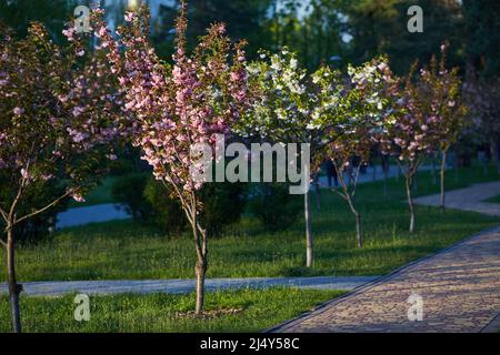 Bild eines Parks mit einer Allee von rosa blühenden Sakura-Bäumen. Frühlingslandschaft. Pfad mit jungen Setzlingen von Sakura-Bäumen. Romantische Gasse Sakura Stockfoto