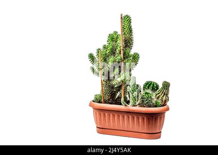 Mammillaria Wildii in einem Pflanzentopf isoliert auf weißem Hintergrund. Schnell wachsender Kaktus, Gartenarbeit im Innenbereich, Mockup, Schablone Stockfoto