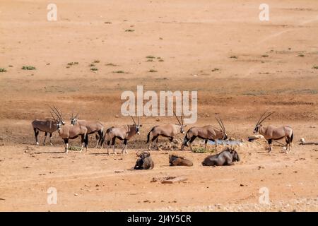 Südafrikanischer Oryx und blauer Gnus am Wasserloch in der Wüste im Kgalagadi Transfrontier Park, Südafrika; specie Oryx gazella und specie Connochaet Stockfoto