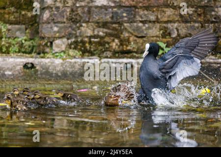 Erwachsene weibliche Mallardente (Anas platyrhynchos), die ihre Enten schützt, während sie von einem eurasischen Russ (Fulica atra) aus ihrem Nest gejagt werden. Stockfoto