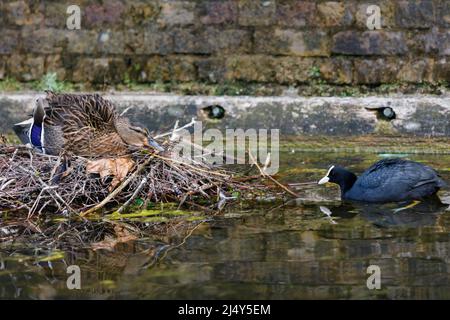 Erwachsene weibliche Mallardente (Anas platyrhynchos), die ihre Enten schützt, während ihre Nessste von einem Russ (Fulica atra) angegriffen wird. Amanda Rose/Alamy Stockfoto