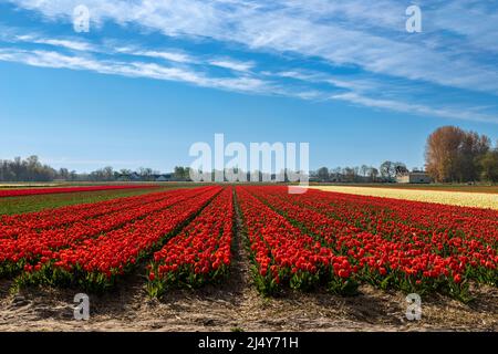 Blühende Tulpen in ländlicher Landschaft, in der Nähe von Keukenhof, Lisse, Südholland, Niederlande. Typisch holländische landschaftliche Schönheit im Frühling. Stockfoto