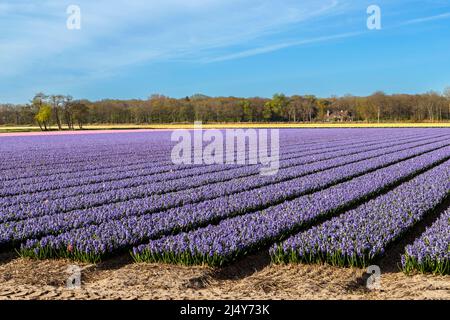 Frühling in den Niederlanden: Farbenfrohe Ansicht von blühenden Hyazinthen, Lisse, nahe dem Keukenhof, Südholland. Stockfoto