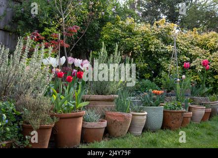 Verschiedene Terrakotta-Blumentöpfe im Frühling in einem Vorstadtgarten in Pinner, im Nordwesten Londons, mit Blumen einschließlich farbenfroher Tulpen und Lavendel. Stockfoto