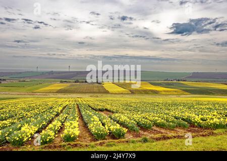 KINNEFF STONEHAVEN ABERDEENSHIRE SCHOTTLAND ACKERLAND UND FELDER MIT GOLDENEN NARZISSEN IM FRÜHJAHR Stockfoto
