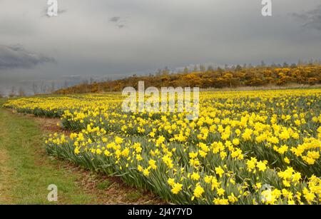 KINNEFF STONEHAVEN ABERDEENSHIRE SCHOTTLAND ACKERLAND NARZISSEN UND GOLDEN GORSE BLUMEN IM FRÜHEN FRÜHJAHR Stockfoto