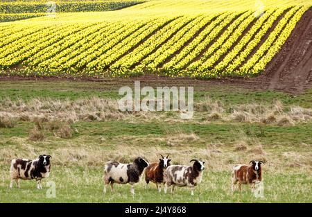 KINNEFF STONEHAVEN ABERDEENSHIRE SCHOTTLAND ACKERLAND GELBE NARZISSEN IM FRÜHJAHR UND FÜNF JACOB SCHAFE Stockfoto