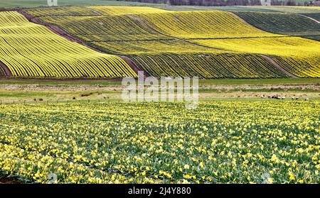 KINNEFF STONEHAVEN ABERDEENSHIRE SCHOTTLAND BEWIRTSCHAFTET IM FRÜHJAHR ACKERLAND UND FELDER MIT GOLDENEN NARZISSEN Stockfoto