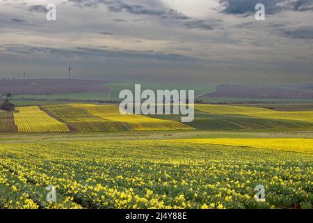 KINNEFF STONEHAVEN ABERDEENSHIRE SCHOTTLAND BEWIRTSCHAFTET IM FRÜHEN FRÜHJAHR ACKERLAND UND FELDER MIT GOLDENEN NARZISSEN Stockfoto