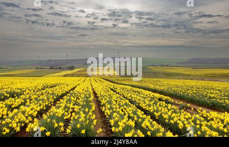 KINNEFF STONEHAVEN ABERDEENSHIRE SCHOTTLAND BEWIRTSCHAFTET IM FRÜHEN FRÜHJAHR ACKERLAND UND FELDER MIT GELBEN NARZISSEN Stockfoto