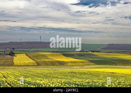 KINNEFF STONEHAVEN ABERDEENSHIRE SCHOTTLAND BEWIRTSCHAFTET IM FRÜHLING HÜGEL UND FELDER MIT GOLDENEN NARZISSEN Stockfoto