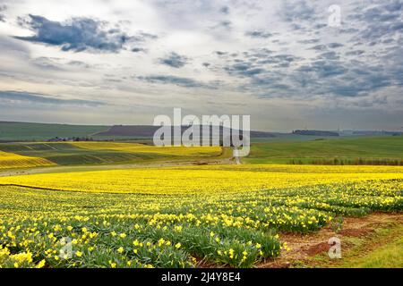 KINNEFF STONEHAVEN ABERDEENSHIRE SCHOTTLAND BEWIRTSCHAFTET IM FRÜHLING HÜGEL UND FELDER MIT GELBEN NARZISSEN Stockfoto
