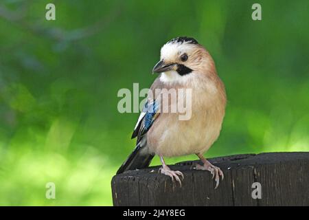 Eurasian Jay, Garrulus glandarius Stockfoto