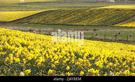 KINNEFF STONEHAVEN SCHOTTLAND ACKERLAND MIT NARZISSEN UND JACOB SCHAFE IM FRÜHEN FRÜHJAHR Stockfoto