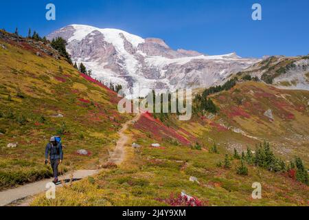 Ein Wanderer geht auf einem Pfad, der von atemberaubender Herbstfärbung umgeben ist, am Mt. Rainier National Park im Staat Washington Stockfoto