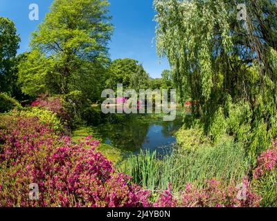 Schöner Garten der Isabella Plantation im Richmond Park in der Sommersaison, London Stockfoto