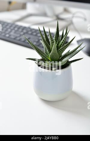 haworthia wurde auf einem Schreibtisch eingegossen. Biophiles Designkonzept. Stockfoto
