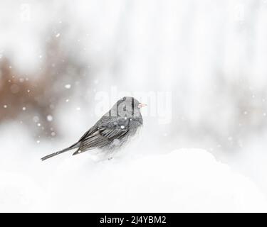 Dunkeläugiger Junco (Junco hyemalis) im Schnee, Winnipeg, Manitoba, Kanada. Stockfoto