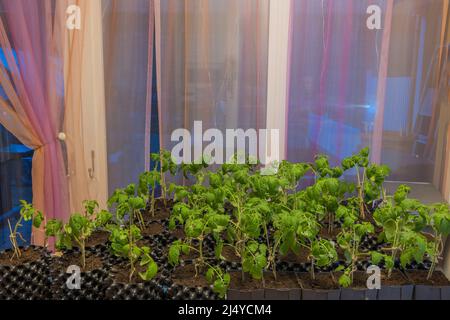 Nahaufnahme von gewachsenen Tomatenpflanzen und Gurken, die in Luftköpfen im Raum auf dem Tisch stehen. Schweden. Stockfoto