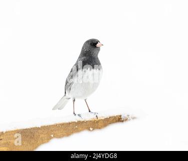 Dunkeläugiger Junco (Junco hyemalis) im Schnee, Winnipeg, Manitoba, Kanada. Stockfoto