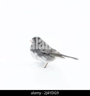 Dunkeläugiger Junco (Junco hyemalis) im Schnee, Winnipeg, Manitoba, Kanada. Stockfoto