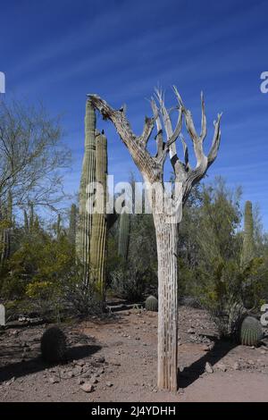 Saguaro-Kaktus in der Wüste von Arizona Stockfoto