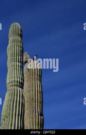 Saguaro-Kaktus in der Wüste von Arizona Stockfoto