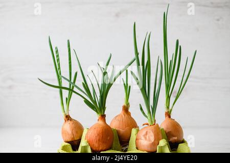 Zwiebel mit frischen Sprossen, die im Topf wachsen. Glühbirnen mit frischen Sprossen auf einem hölzernen Hintergrund. Stockfoto