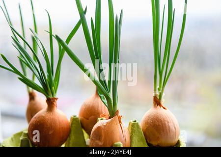 Zwiebel mit frischen Sprossen, die im Topf wachsen. Mehrere Glühbirnen mit frischen Sprossen auf dem Hintergrund des Fensters. Nahaufnahme. Stockfoto