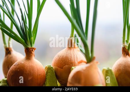 Zwiebel mit frischen Sprossen, die im Topf wachsen. Mehrere Glühbirnen mit frischen Sprossen auf dem Hintergrund des Fensters. Nahaufnahme. Stockfoto