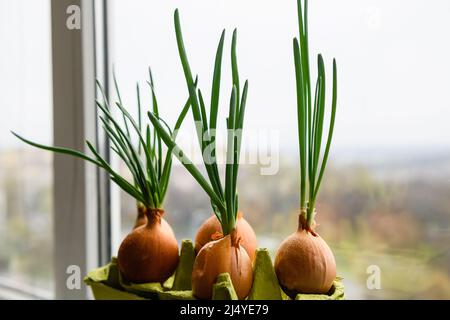 Zwiebel mit frischen Sprossen, die im Topf wachsen. Mehrere Glühbirnen mit frischen Sprossen auf dem Hintergrund des Fensters. Nahaufnahme. Stockfoto