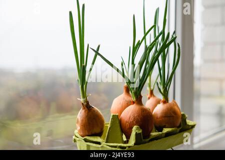 Zwiebel mit frischen Sprossen wächst in Eierschale. Mehrere Zwiebeln mit frischen Sprossen auf dem Hintergrund des Fensters. Nahaufnahme. Stockfoto