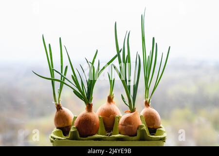 Zwiebel mit frischen Sprossen wächst in Eierschale. Mehrere Zwiebeln mit frischen Sprossen auf dem Hintergrund des Fensters. Nahaufnahme. Stockfoto