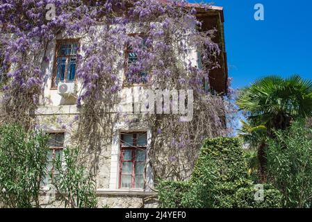 Die purpurrote Glyzinie wächst um die Türen eines alten Hauses in Jalta. Stockfoto