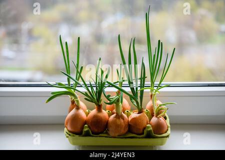 Zwiebel mit frischen Sprossen, die auf der Fensterbank in einem Eiertablett wachsen. Mehrere Glühbirnen mit frischen Sprossen auf dem Hintergrund des Fensters. Nahaufnahme. Stockfoto