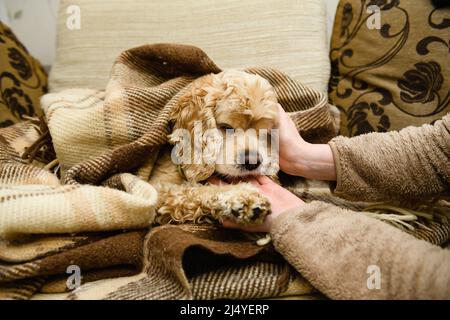 Ein amerikanischer Cocker Spaniel liegt auf einer in eine Decke gehüllten Couch. Hund leckt weibliche Hände. Stockfoto