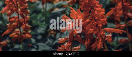 BANNER Real Abstract Natur Foto Hintergrund. HELLROTER Salvia splendens krautige Staude. Makro schließen Bedding Kanten Blume Pflanze. Blütenstand Stockfoto