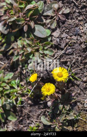 Wilde gelbe Blumen, natürliches vertikales Foto, aufgenommen an einem sonnigen Frühlingstag, Draufsicht. Tussilago farfara wird gemeinhin als Coltsfoot bezeichnet Stockfoto