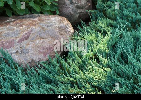 Gartenhintergrund, Steine lagen in der Nähe von Zweigen des Juniperus sabina Stockfoto