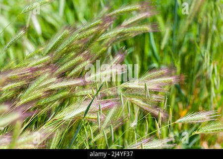 Grünes Gras Hordeum murinum, allgemein bekannt als Wandgerste oder falsche Gerste. Nahaufnahme eines Außenfotos, das an einem Sommertag aufgenommen wurde Stockfoto