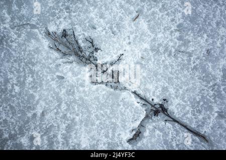 Trockene Blüten in einer Schneewehe eingeprägt. Natürliches Winterhintergrundfoto Stockfoto