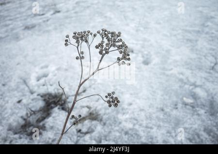 Trockene gefrorene Blumen wachsen im Schnee, Nahaufnahme mit selektivem Weichfokus, natürlicher Winterhintergrund Stockfoto